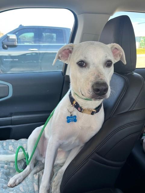 Enlarge COOPER, a Adoptable mixed breed in fort worth, TX image 6/6