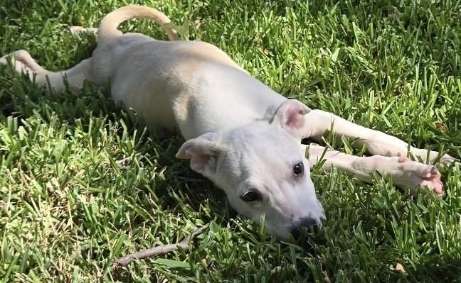 COOPER, a Adoptable mixed breed in fort worth, TX image 5/6