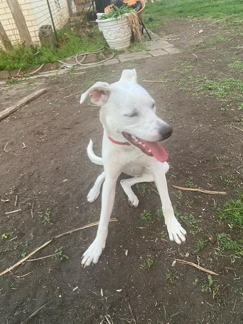 Enlarge COOPER, a Adoptable mixed breed in fort worth, TX image 5/6