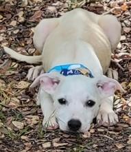 COOPER, a Adoptable mixed breed in fort worth, TX image 6/6