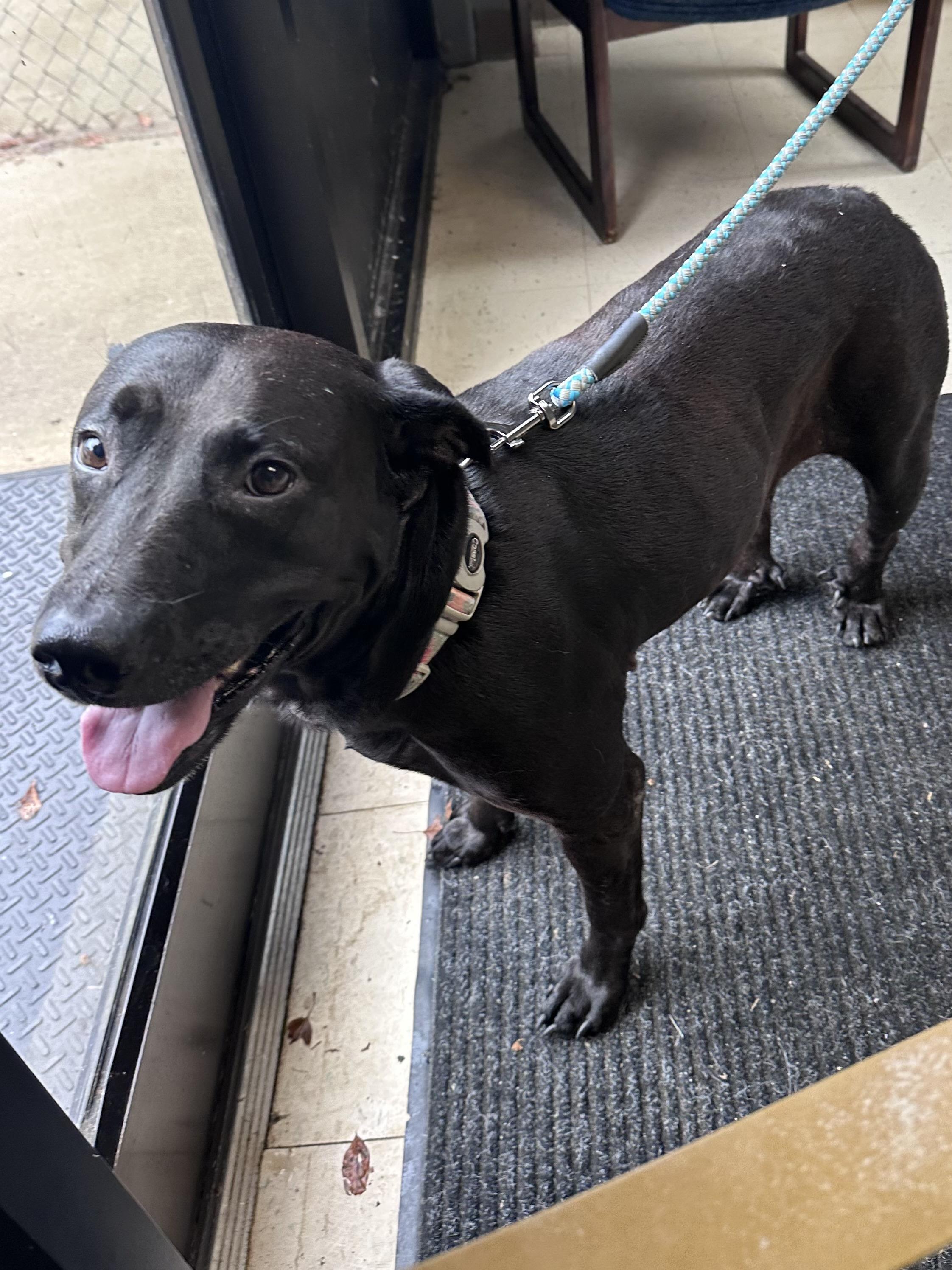 Caroline, Adoptable, Adult Female Black Labrador Retriever.