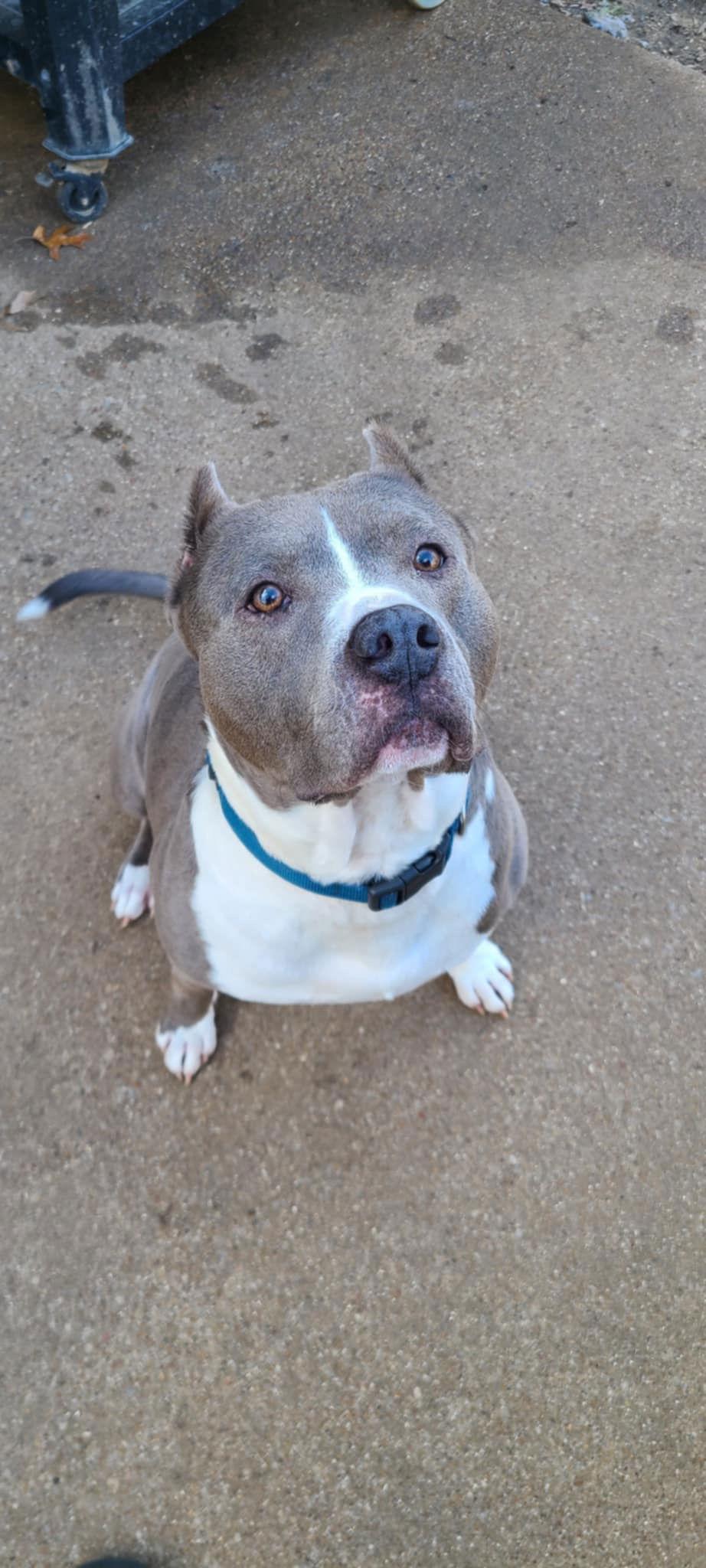 Blue, Adoptable, Senior Male Pit Bull Terrier.