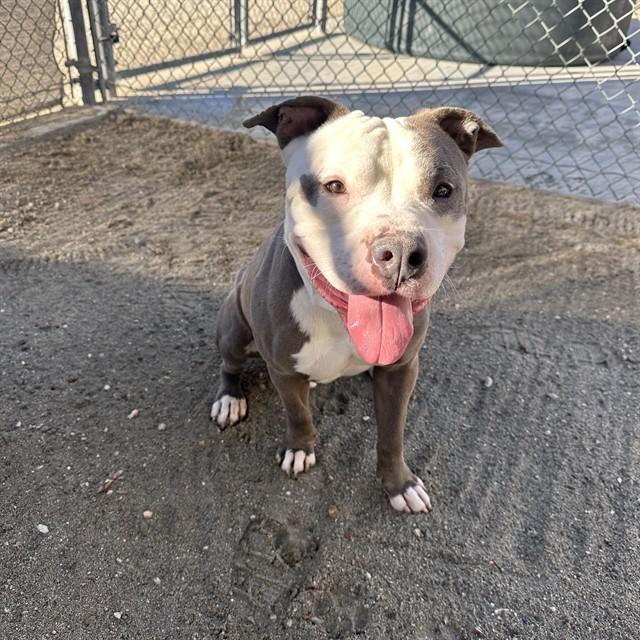 Enlarge KOBE, a Adoptable mixed breed in Thousand Palms, CA image 1/1