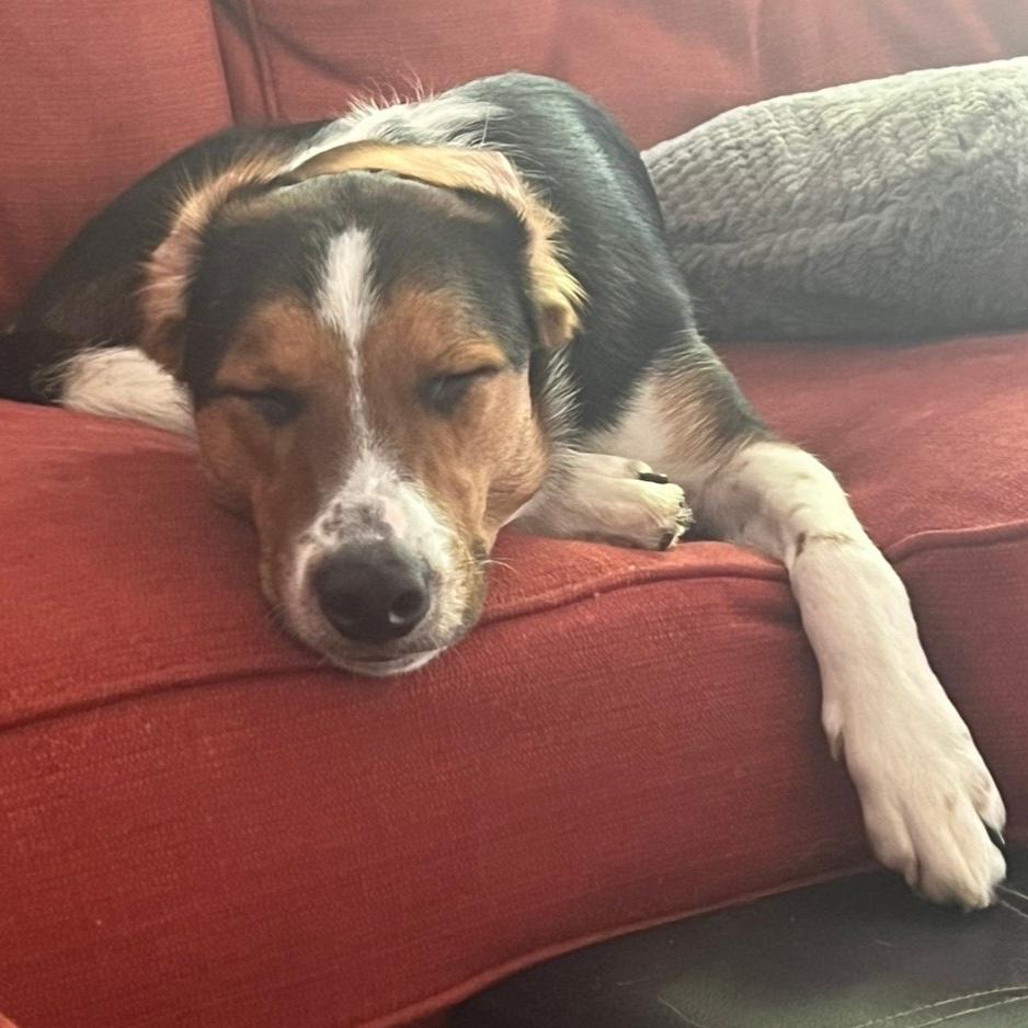 Hazel, Adoptable, Adult Female Beagle & Mixed Breed.