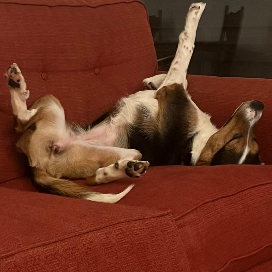 Hazel, Adoptable, Adult Female Beagle & Mixed Breed.