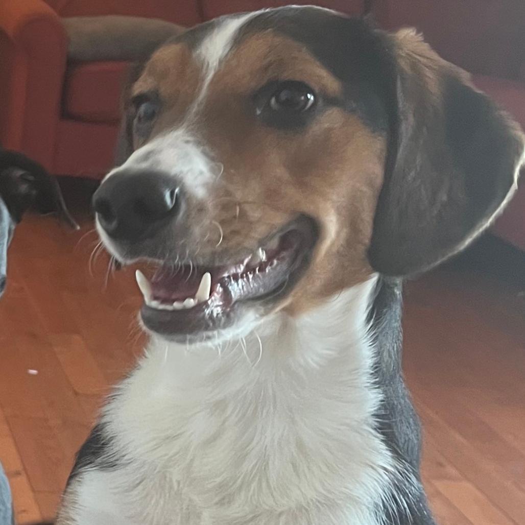 Enlarge Hazel, a Adoptable mixed breed in Harrisonburg, VA image 2/6