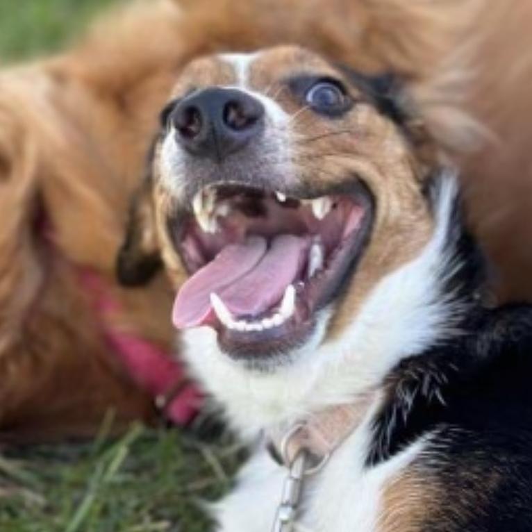 Enlarge Hazel, a Adoptable mixed breed in Harrisonburg, VA image 3/6