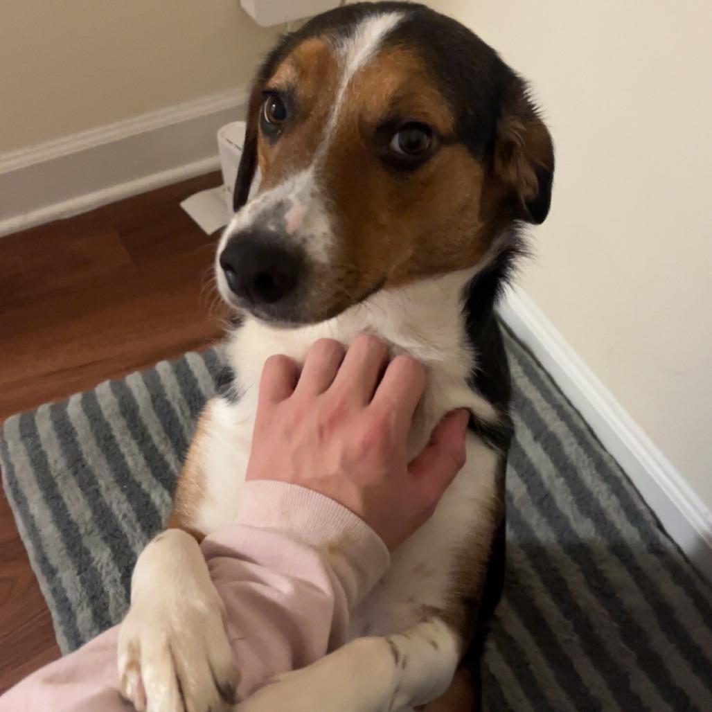 Enlarge Hazel, a Adoptable mixed breed in Harrisonburg, VA image 4/6