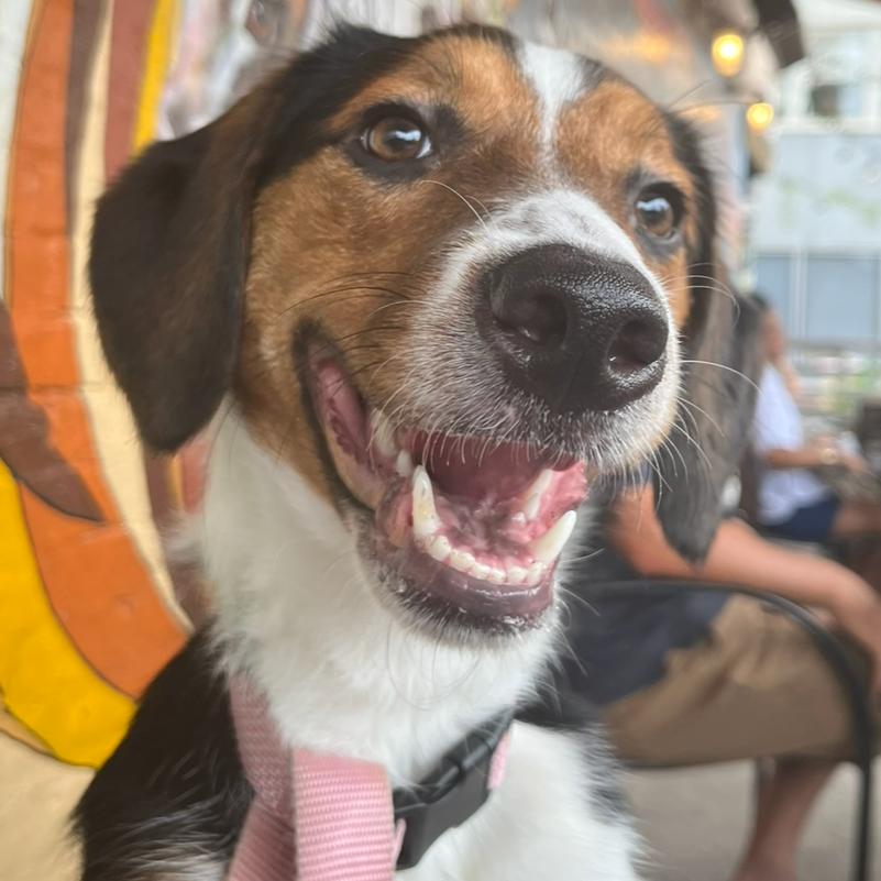 Enlarge Hazel, a Adoptable mixed breed in Harrisonburg, VA image 5/6