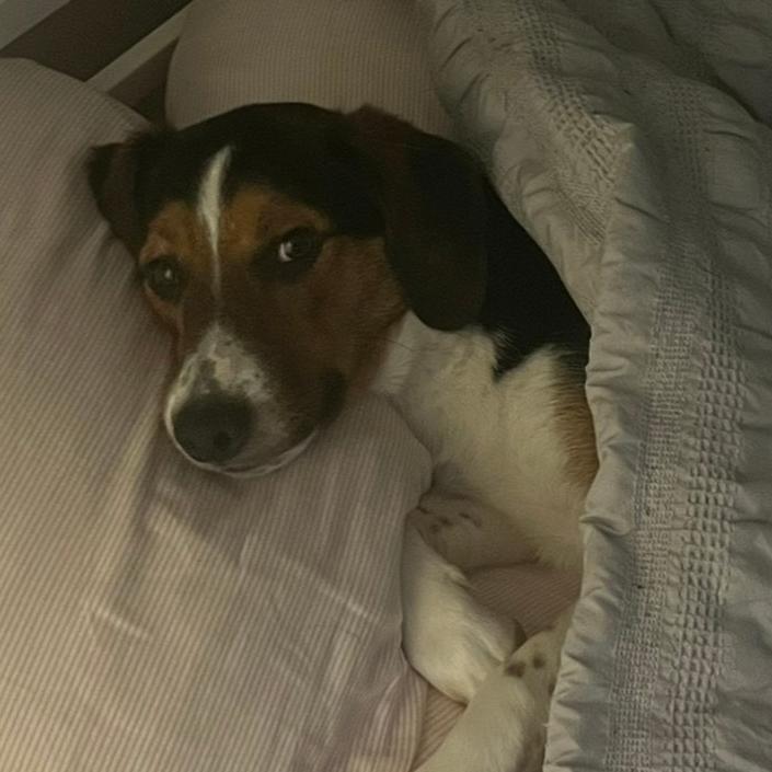 Enlarge Hazel, a Adoptable mixed breed in Harrisonburg, VA image 6/6