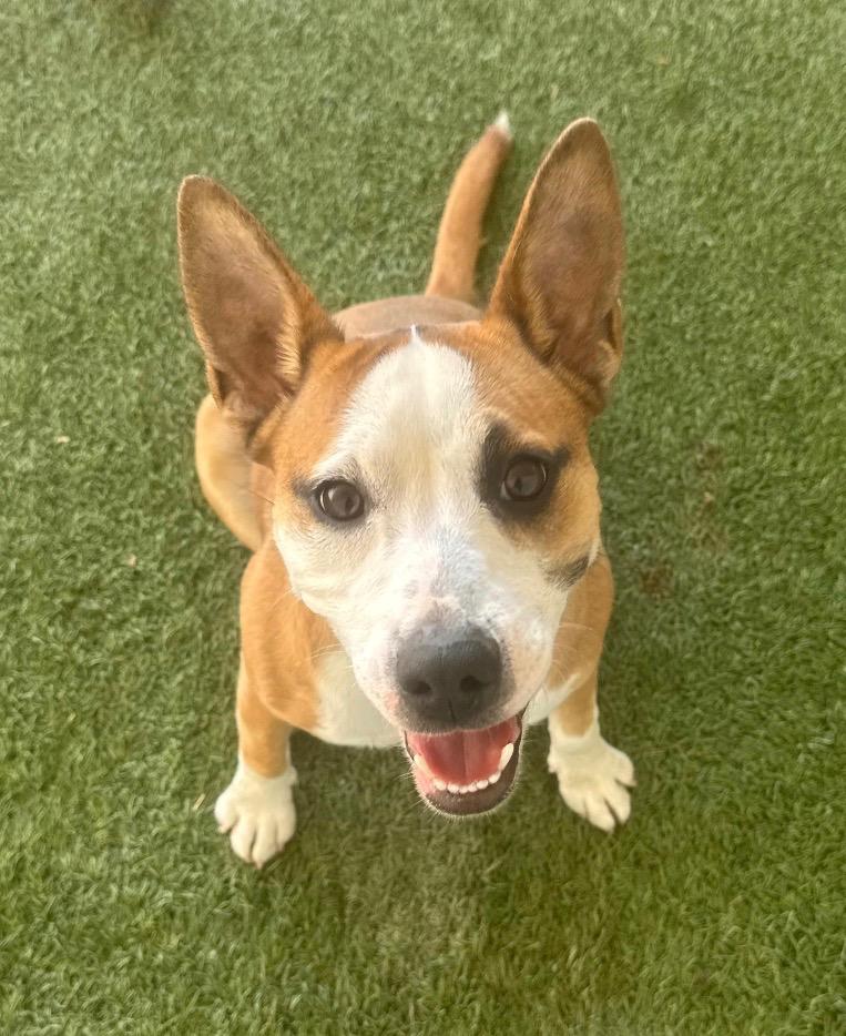 Enlarge Maddy, a Adoptable mixed breed in Midland, TX image 1/4
