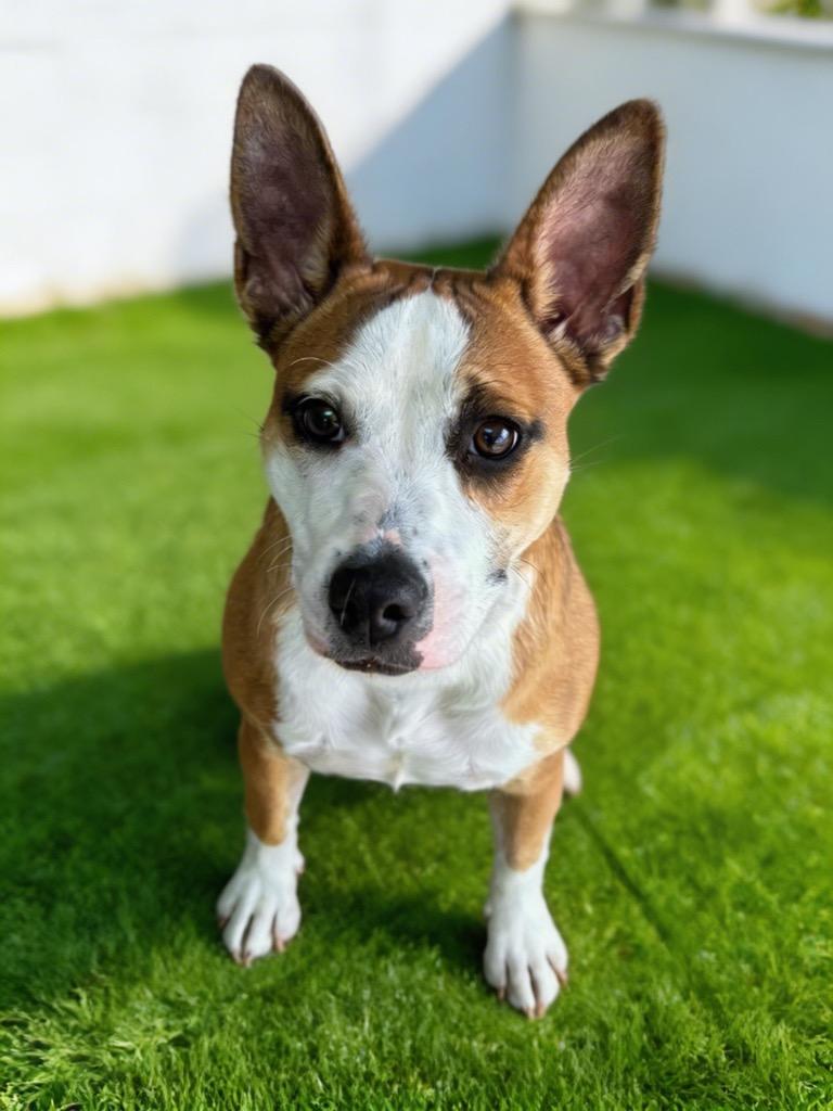 Enlarge Maddy, a Adoptable mixed breed in Midland, TX image 1/3