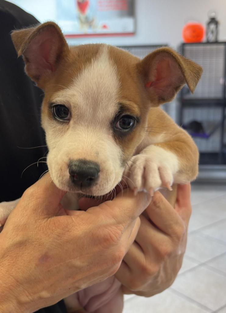 Enlarge Maddy, a Adoptable mixed breed in Midland, TX image 2/3