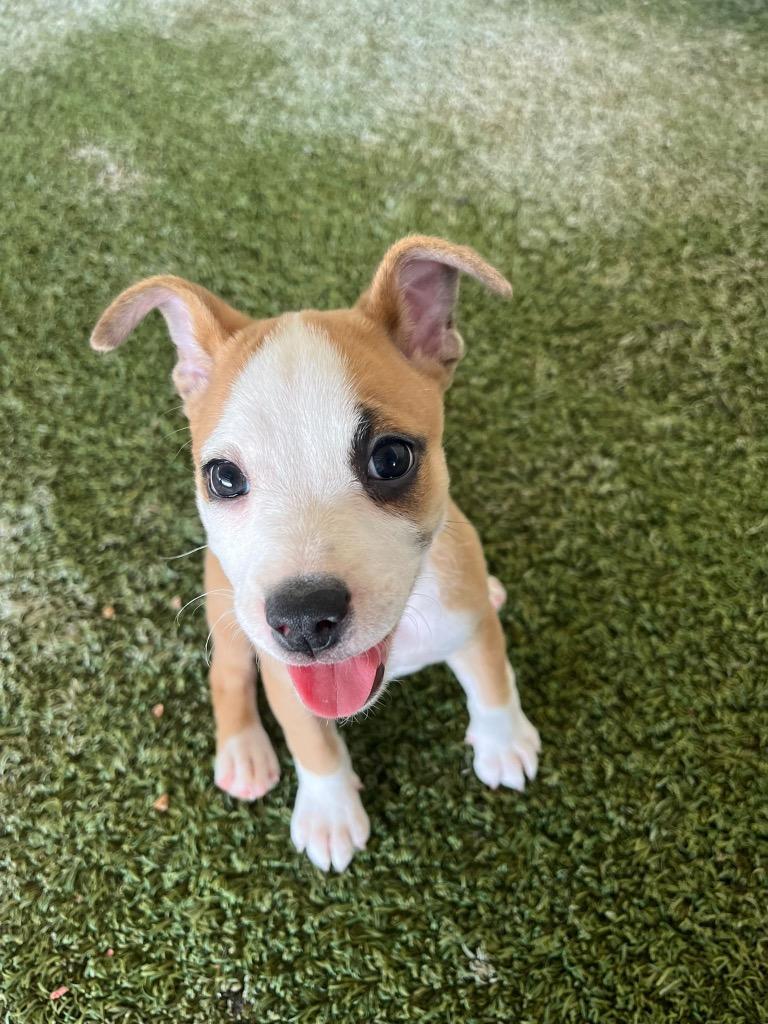 Enlarge Maddy, a Adoptable mixed breed in Midland, TX image 3/3