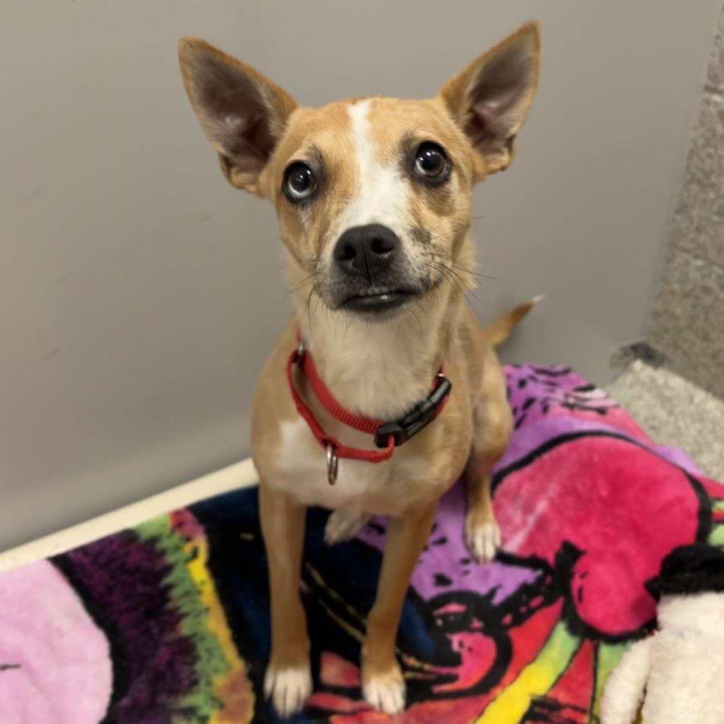 Brooke, a Adoptable Mixed Breed in Washington Township, OH image 1/3