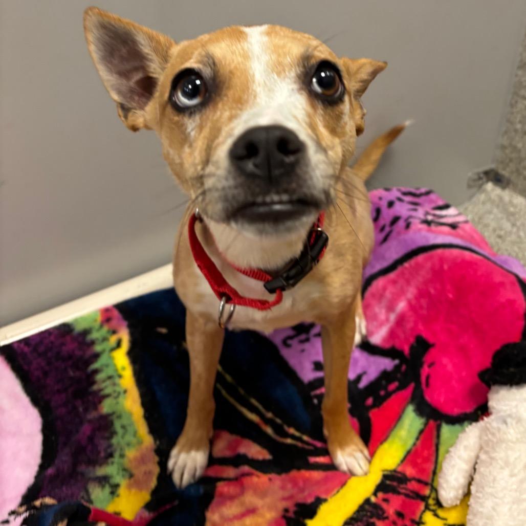 Brooke, a Adoptable Mixed Breed in Washington Township, OH image 2/3
