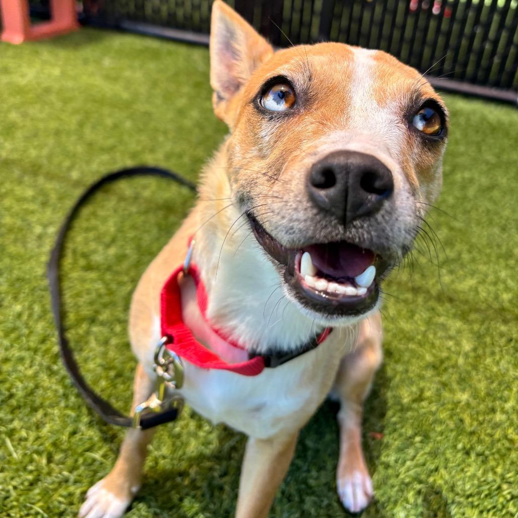 Brooke, a Adoptable Mixed Breed in Washington Township, OH image 3/3