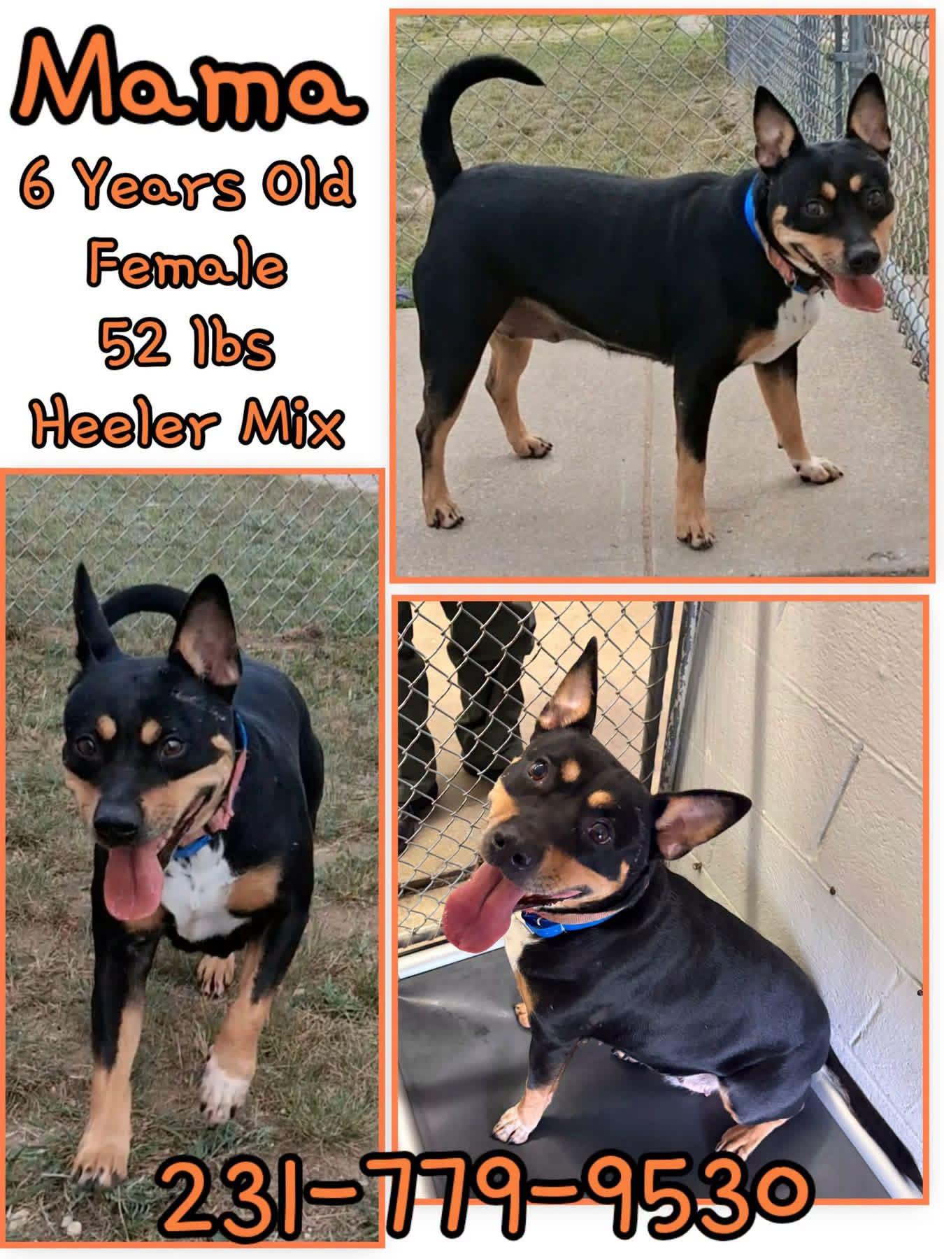 MAMA, adopted, Adult Female Australian Cattle Dog / Blue Heeler.