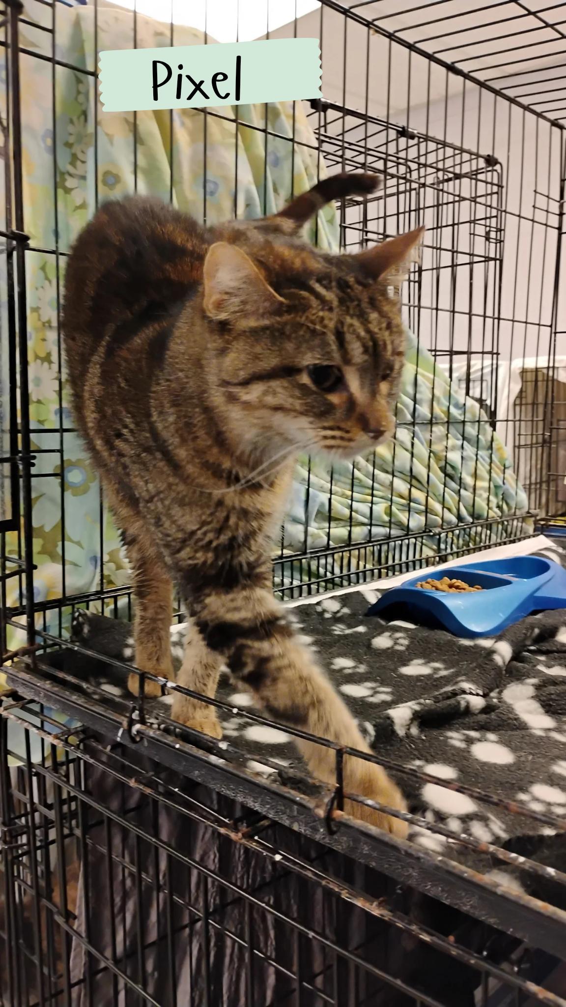 Pixel, Adoptable, Adult Female Calico & Tabby.