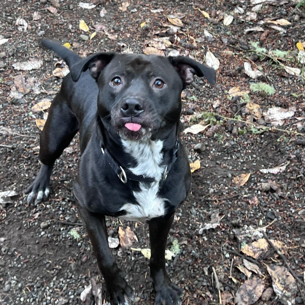 Crowly, Adoptable, Adult Male Pit Bull Terrier & Cattle Dog.