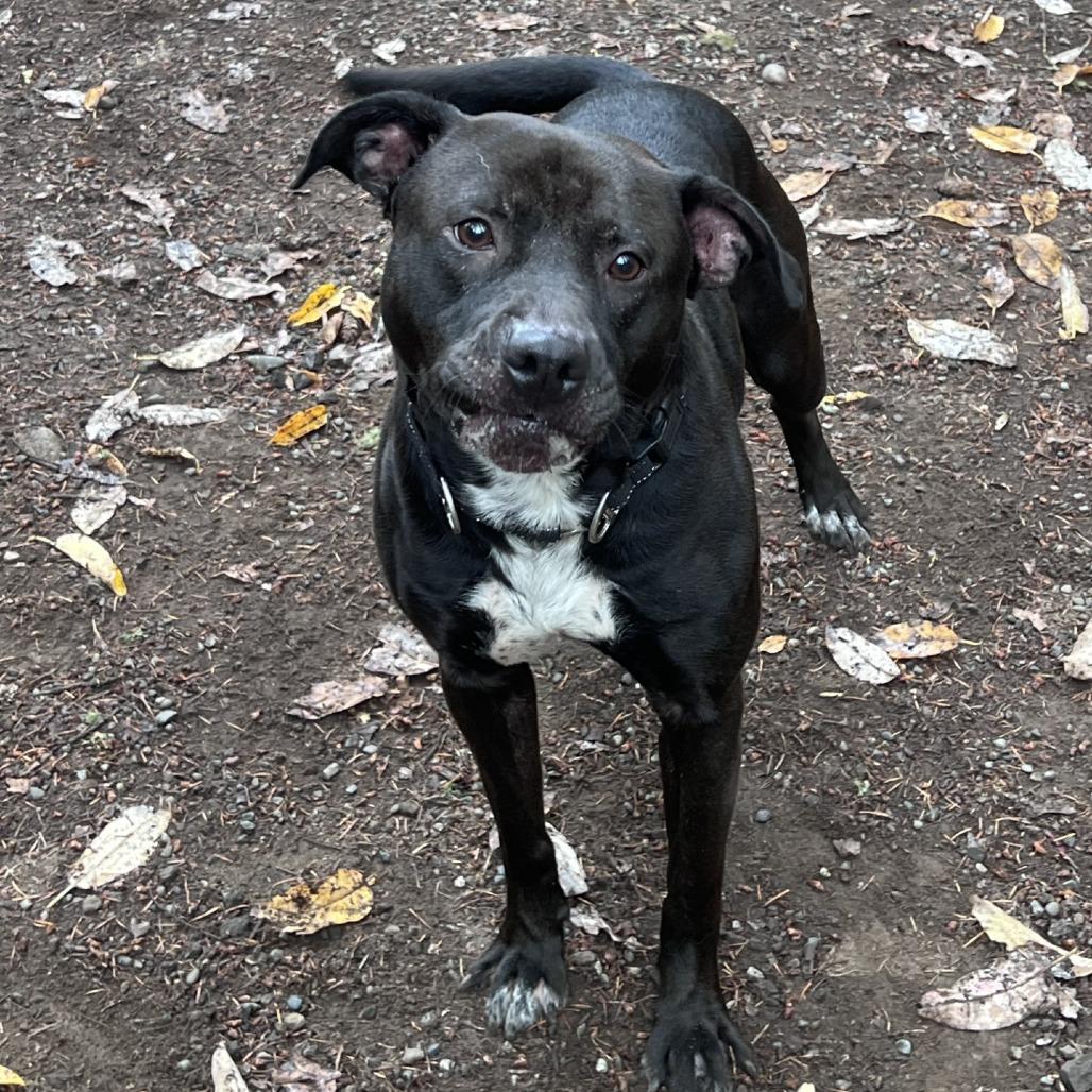 Enlarge Crowly, a Adoptable mixed breed in Port Townsend, WA image 2/4