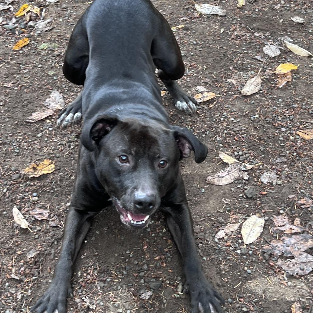 Enlarge Crowly, a Adoptable mixed breed in Port Townsend, WA image 3/4