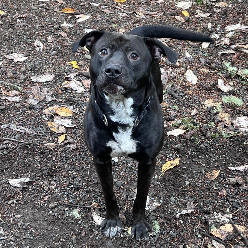Enlarge Crowly, a Adoptable mixed breed in Port Townsend, WA image 4/4