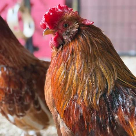 Enlarge Rocks, a Adoptable Chicken in Fairport, NY image 1/3