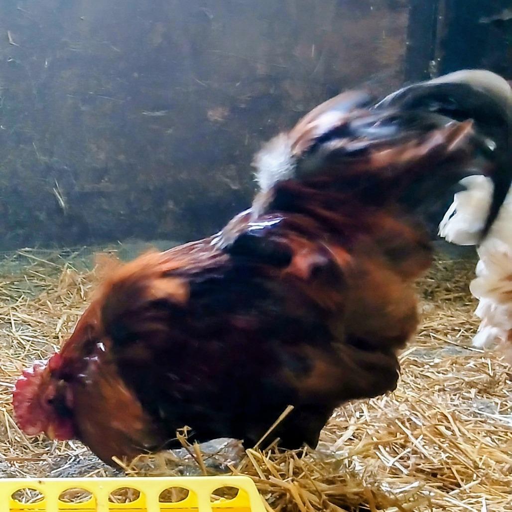Enlarge Rocks, a Adoptable Chicken in Fairport, NY image 2/3