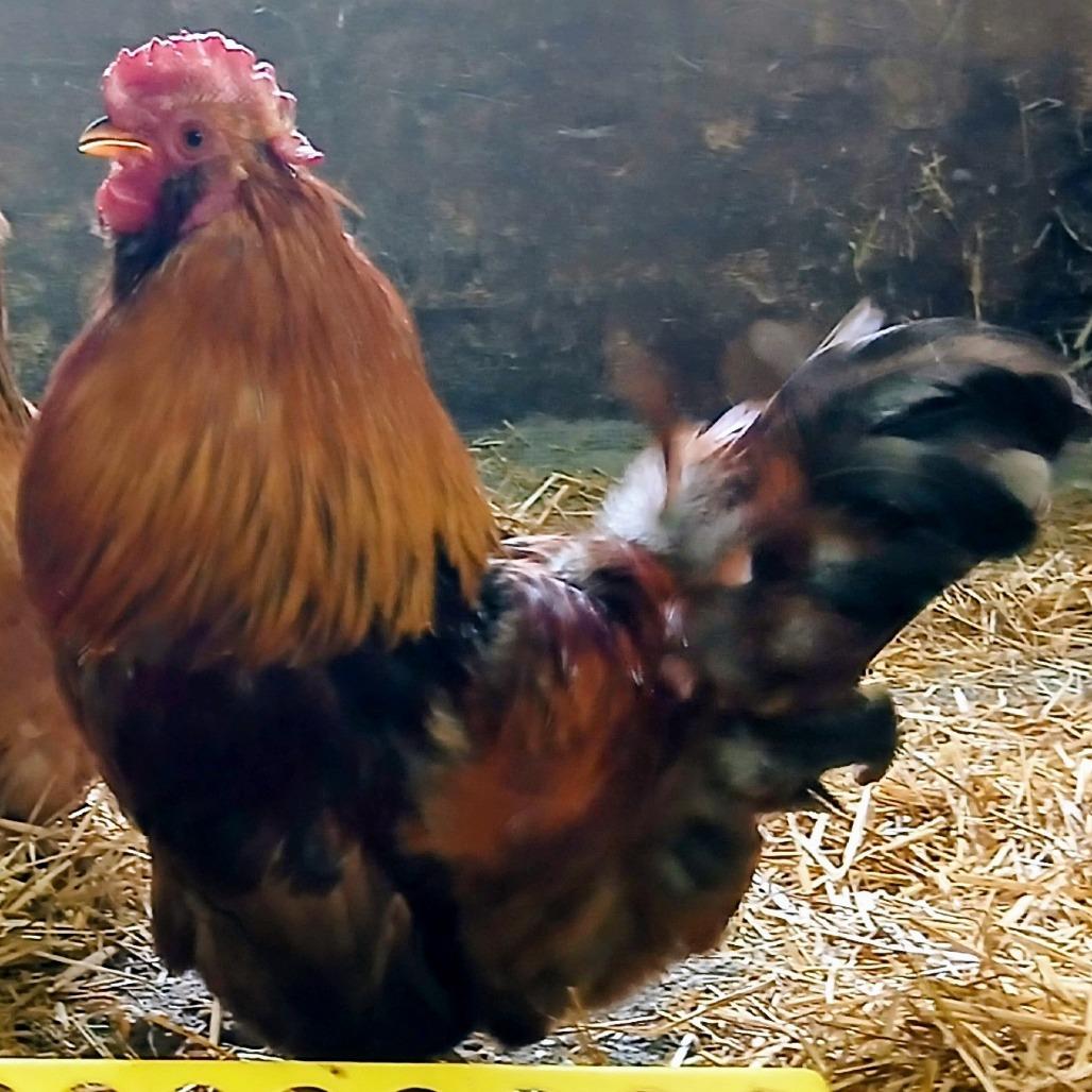 Enlarge Rocks, a Adoptable Chicken in Fairport, NY image 3/3