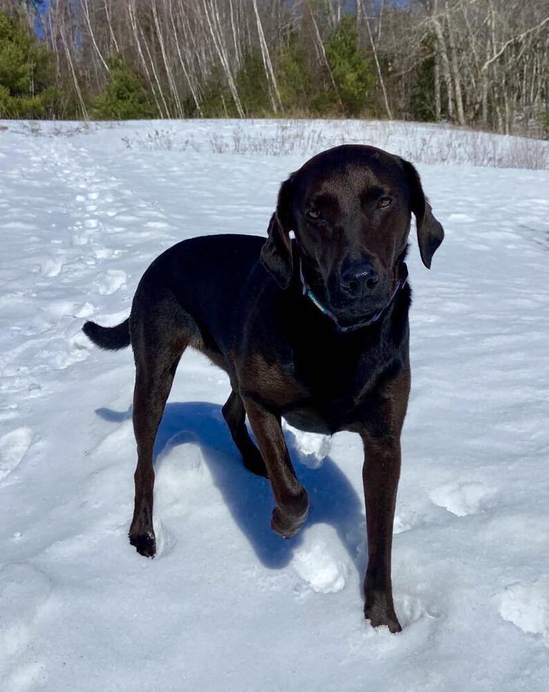 Kobe 🇨🇦, Adoptable, Adult Female Labrador Retriever.