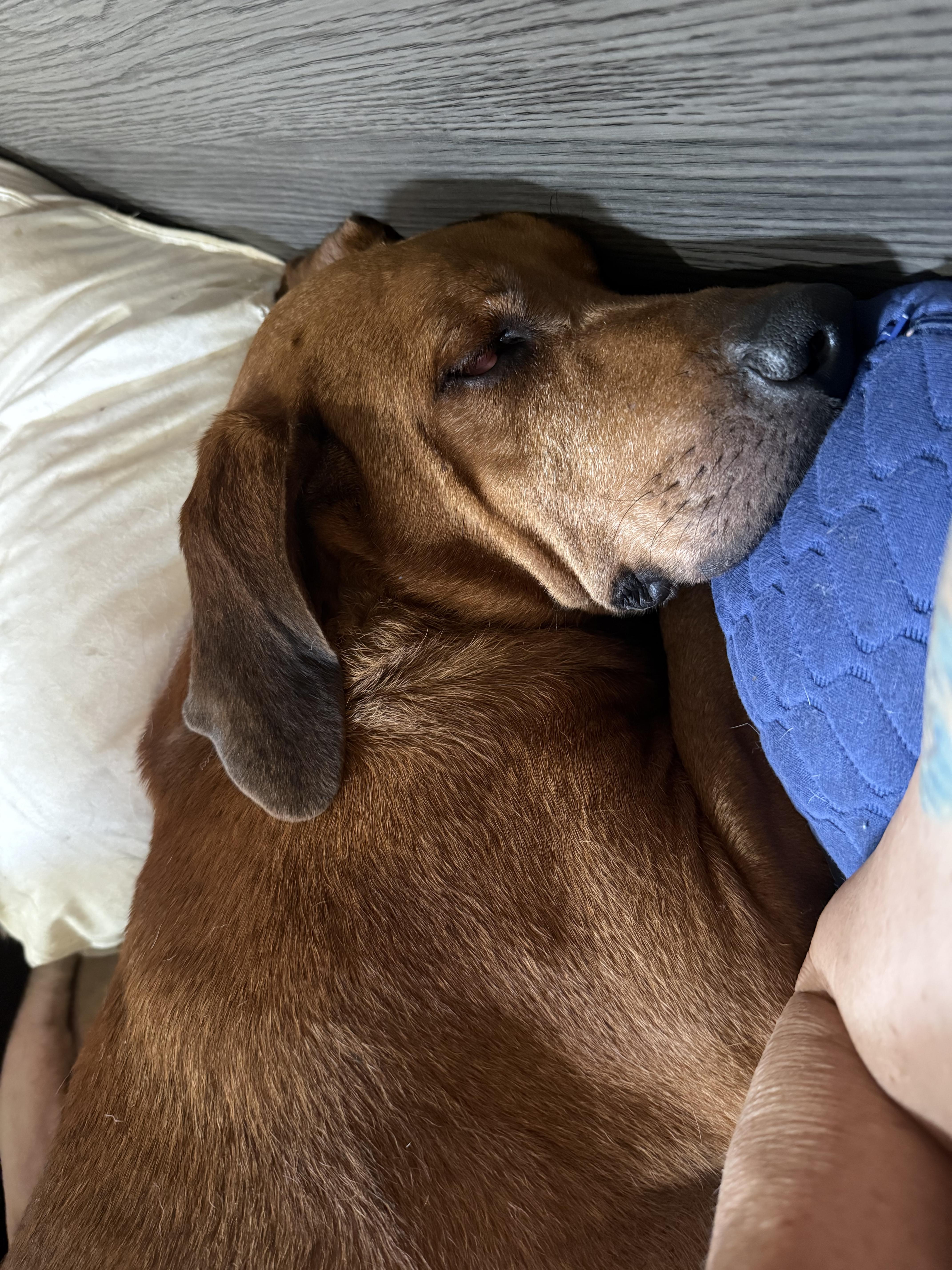Rusty, a ADOPTABLE mixed breed in Bakersville, NC image 5/5