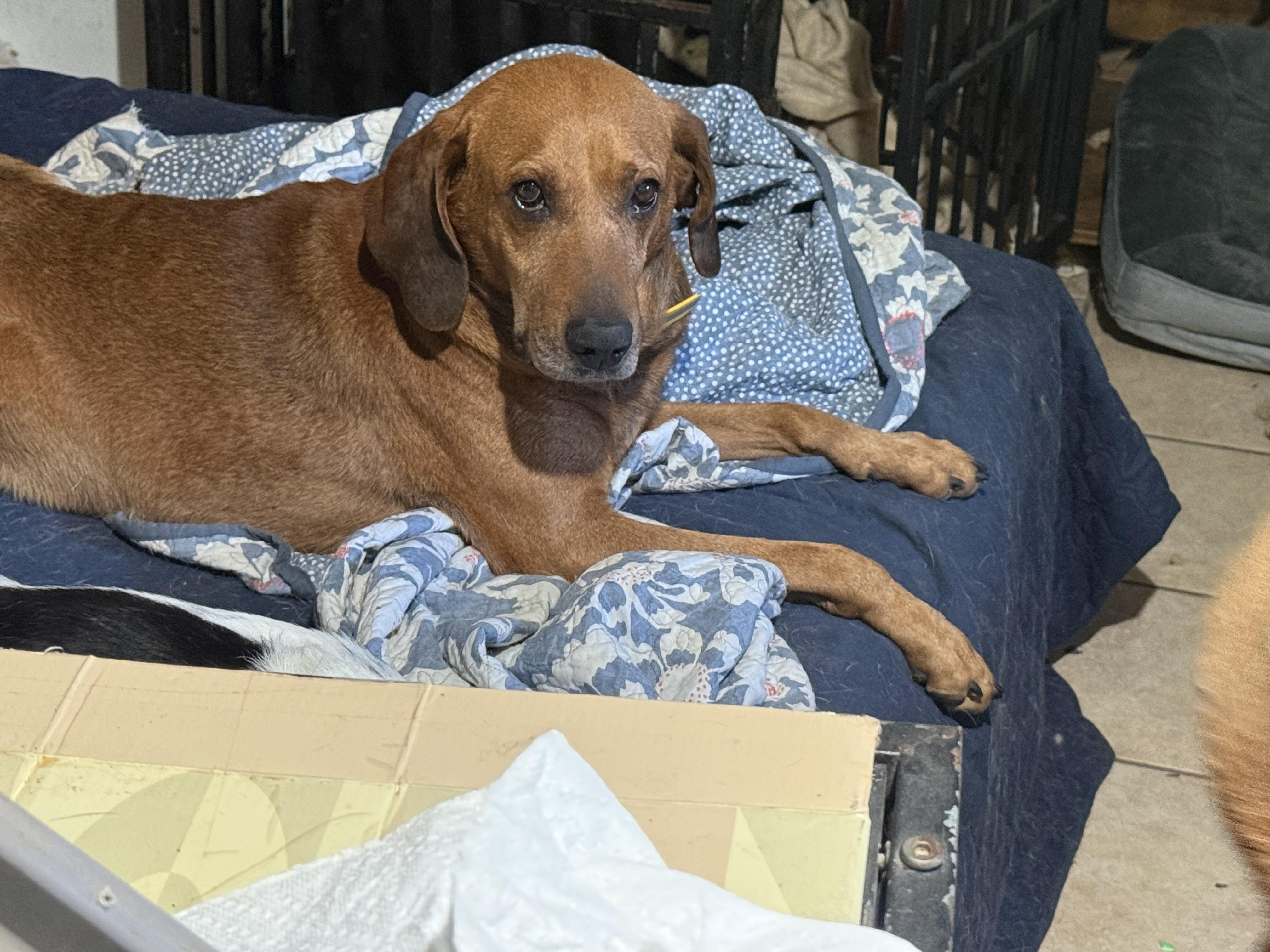 Rusty, ADOPTABLE, Senior Male Redbone Coonhound.