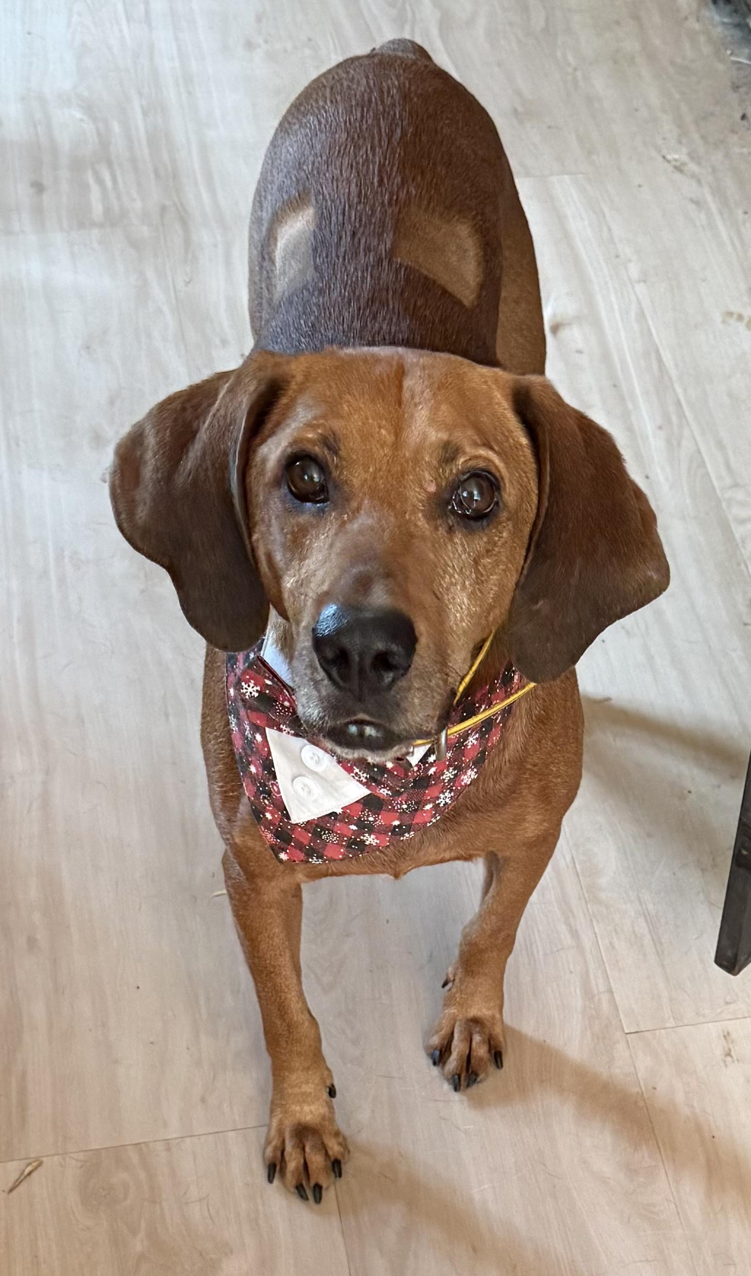 Rusty, a ADOPTABLE mixed breed in Bakersville, NC image 1/5