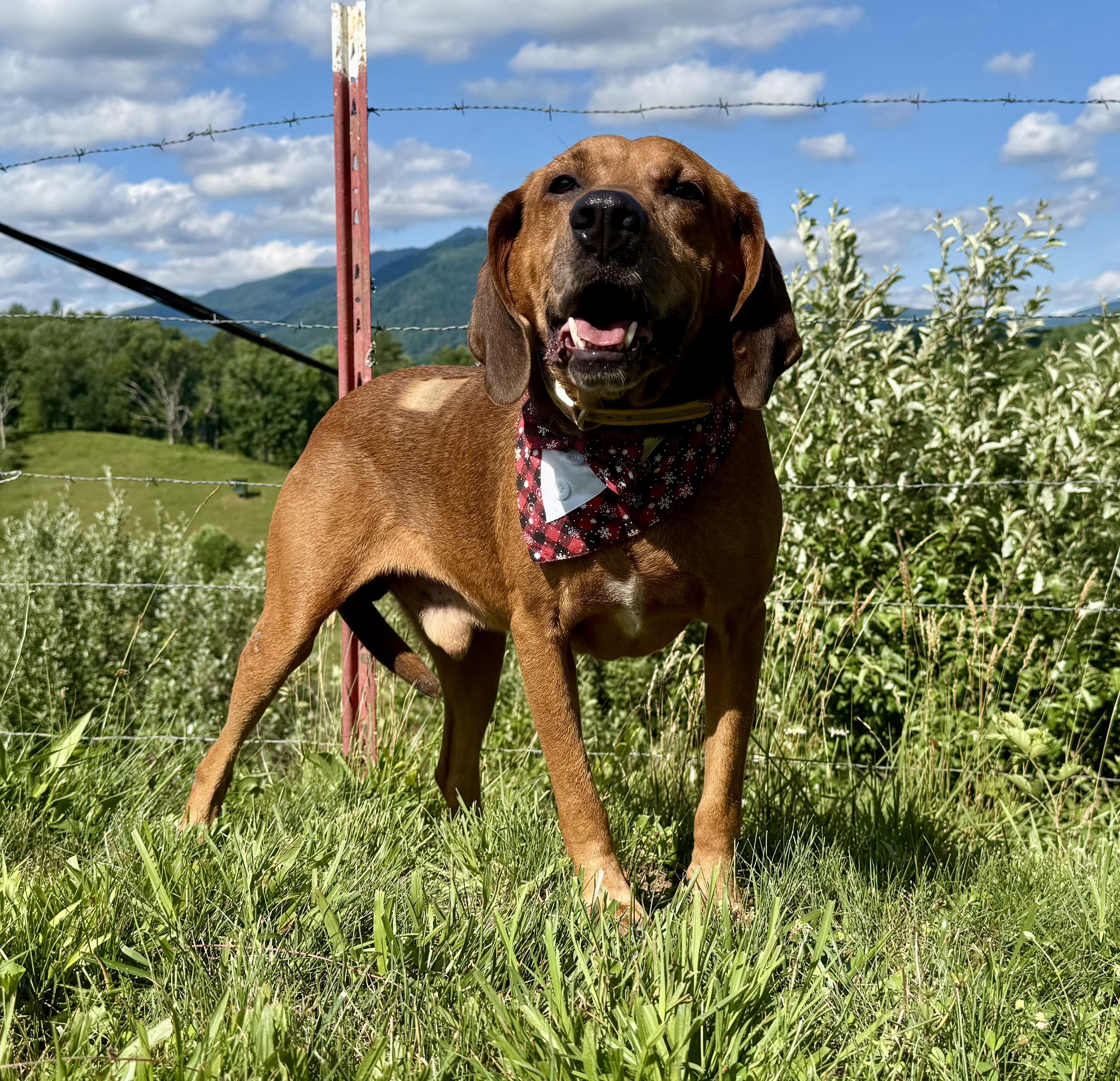 Rusty, a ADOPTABLE mixed breed in Bakersville, NC image 5/5