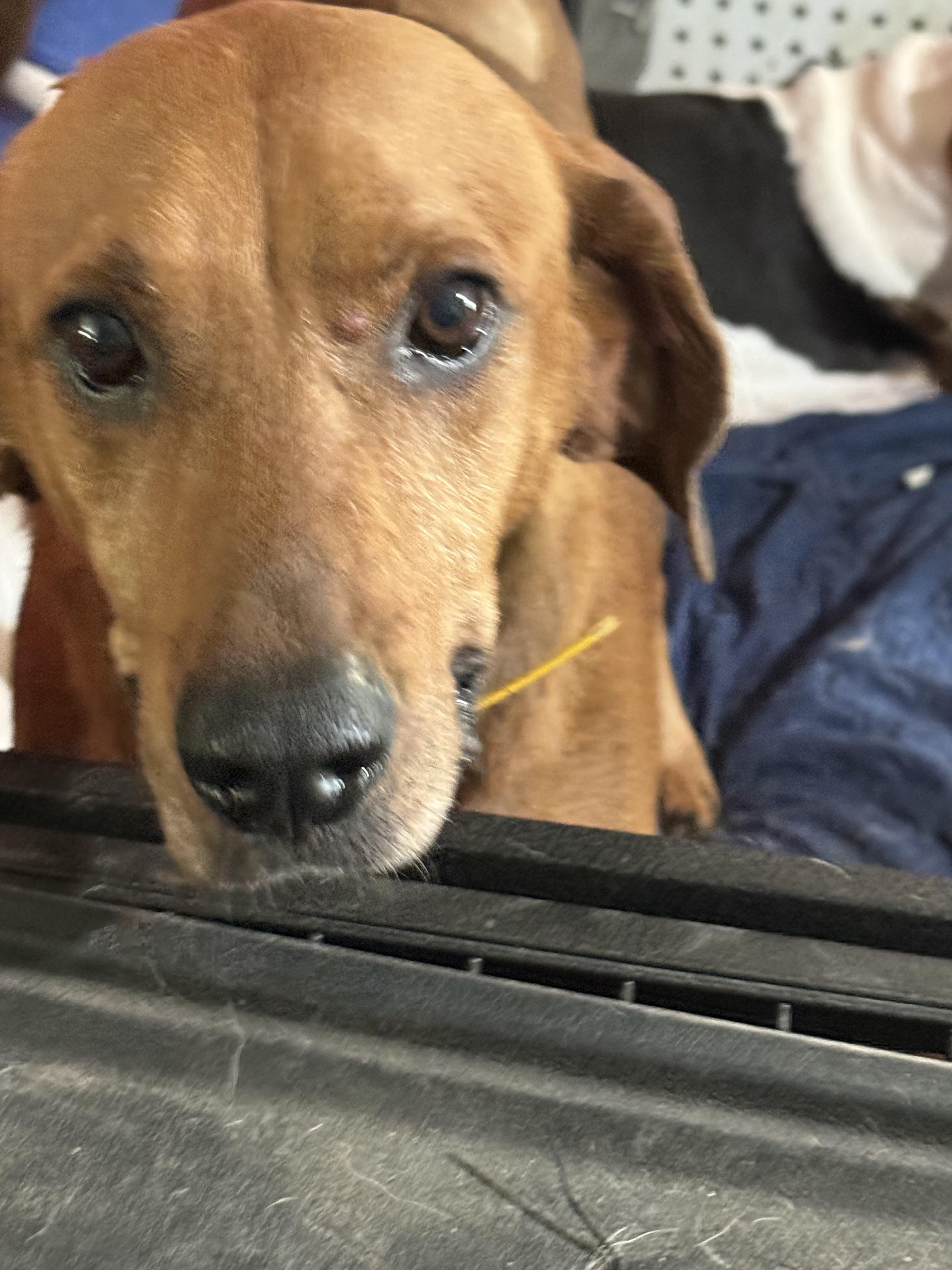 Rusty, a ADOPTABLE mixed breed in Bakersville, NC image 4/5