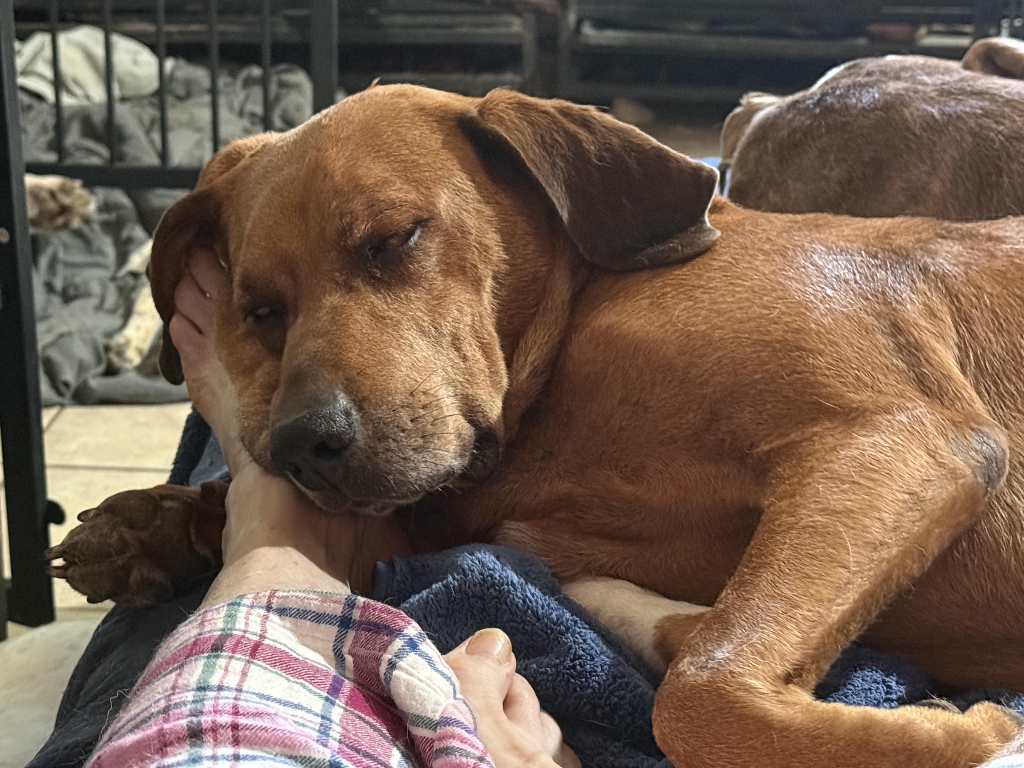 Rusty, a ADOPTABLE mixed breed in Bakersville, NC image 3/5