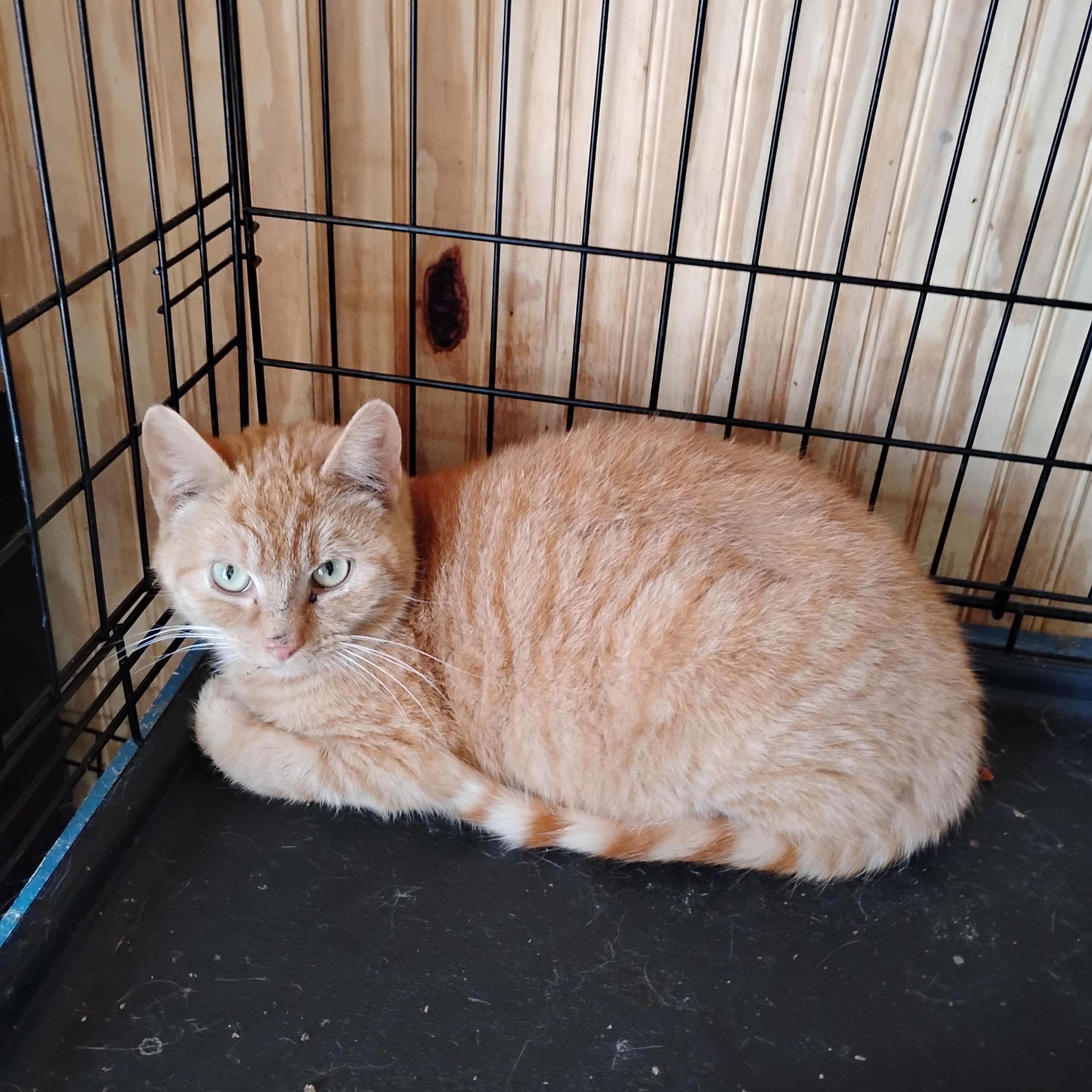 Jack, Adopted, Young Male Domestic Short Hair.