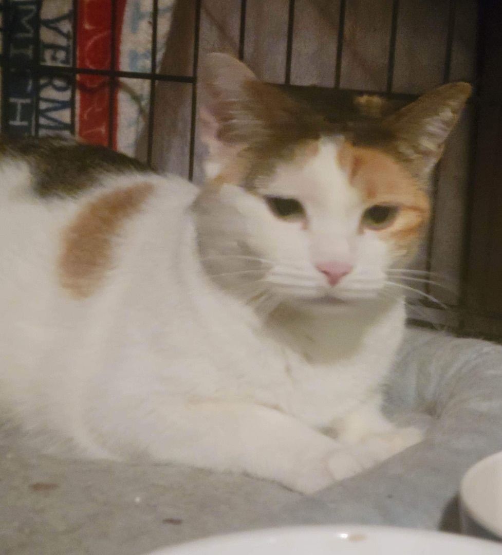 Snow, a Adoptable Calico in Brooklyn, NY image 1/2