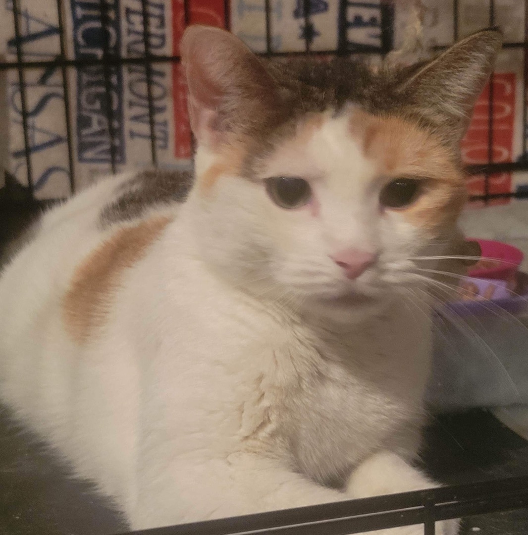 Snow, a Adoptable Calico in Brooklyn, NY image 2/2