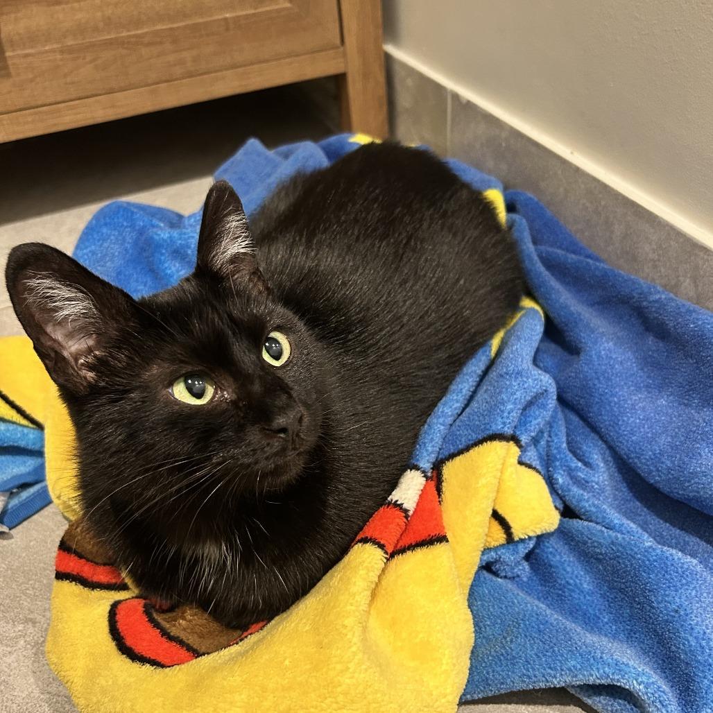 Enlarge Cassandra, a Adoptable Domestic Short Hair in Evanston, IL image 2/6