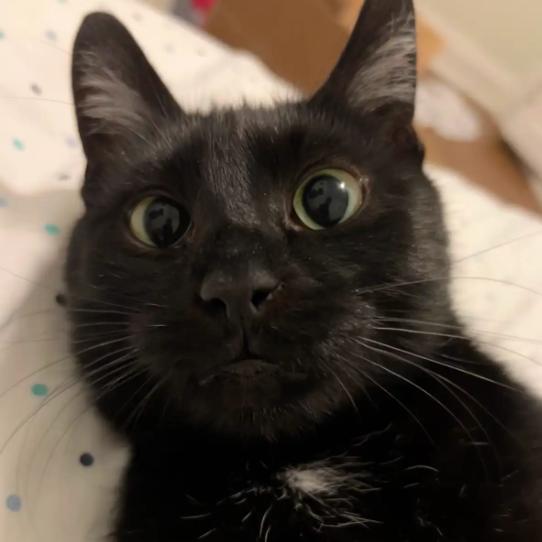 Enlarge Cassandra, a Adoptable Domestic Short Hair in Evanston, IL image 3/6