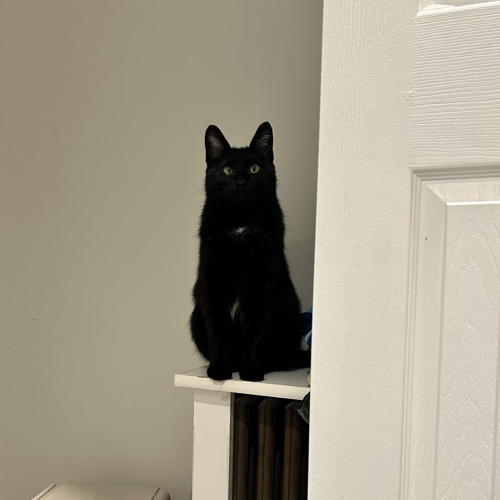 Enlarge Cassandra, a Adoptable Domestic Short Hair in Evanston, IL image 4/6