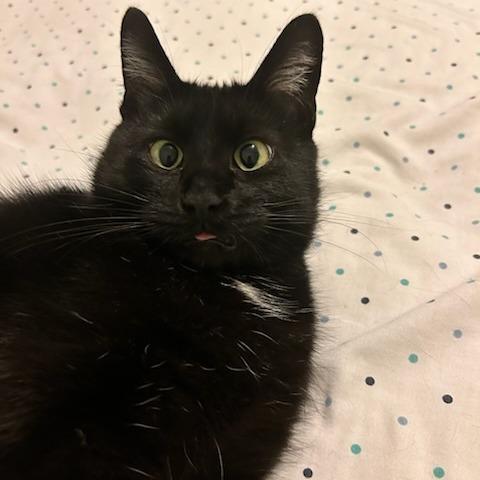 Enlarge Cassandra, a Adoptable Domestic Short Hair in Evanston, IL image 5/6