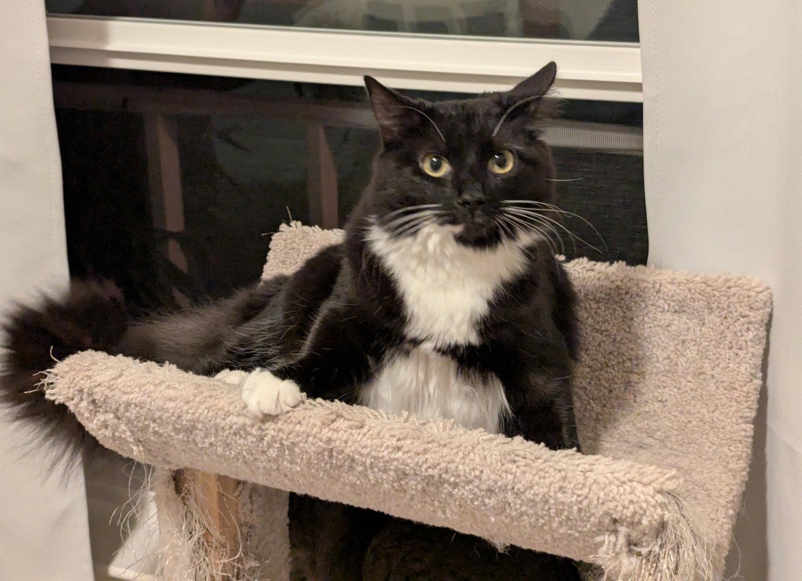 Classy, Adoptable, Adult Female Domestic Medium Hair & Tuxedo.