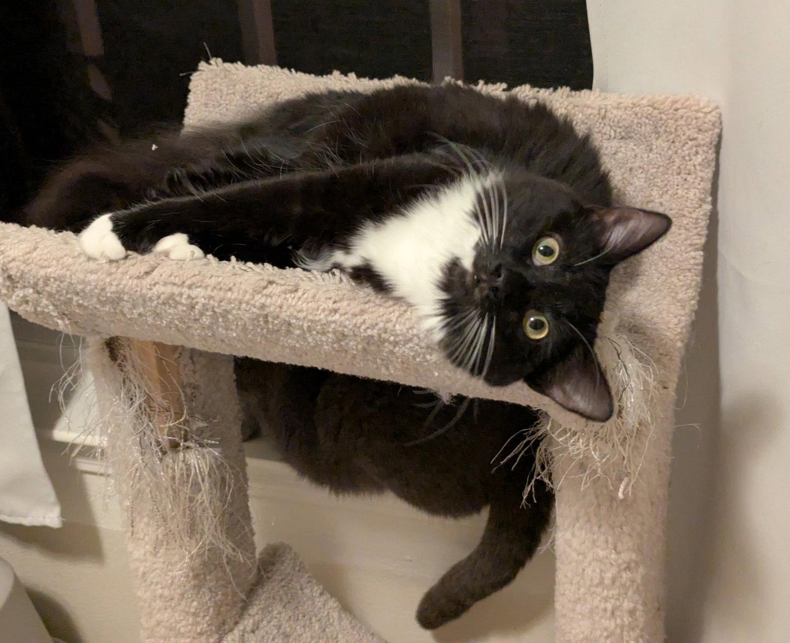 Enlarge Classy, a Adoptable mixed breed in San Jose, CA image 3/3