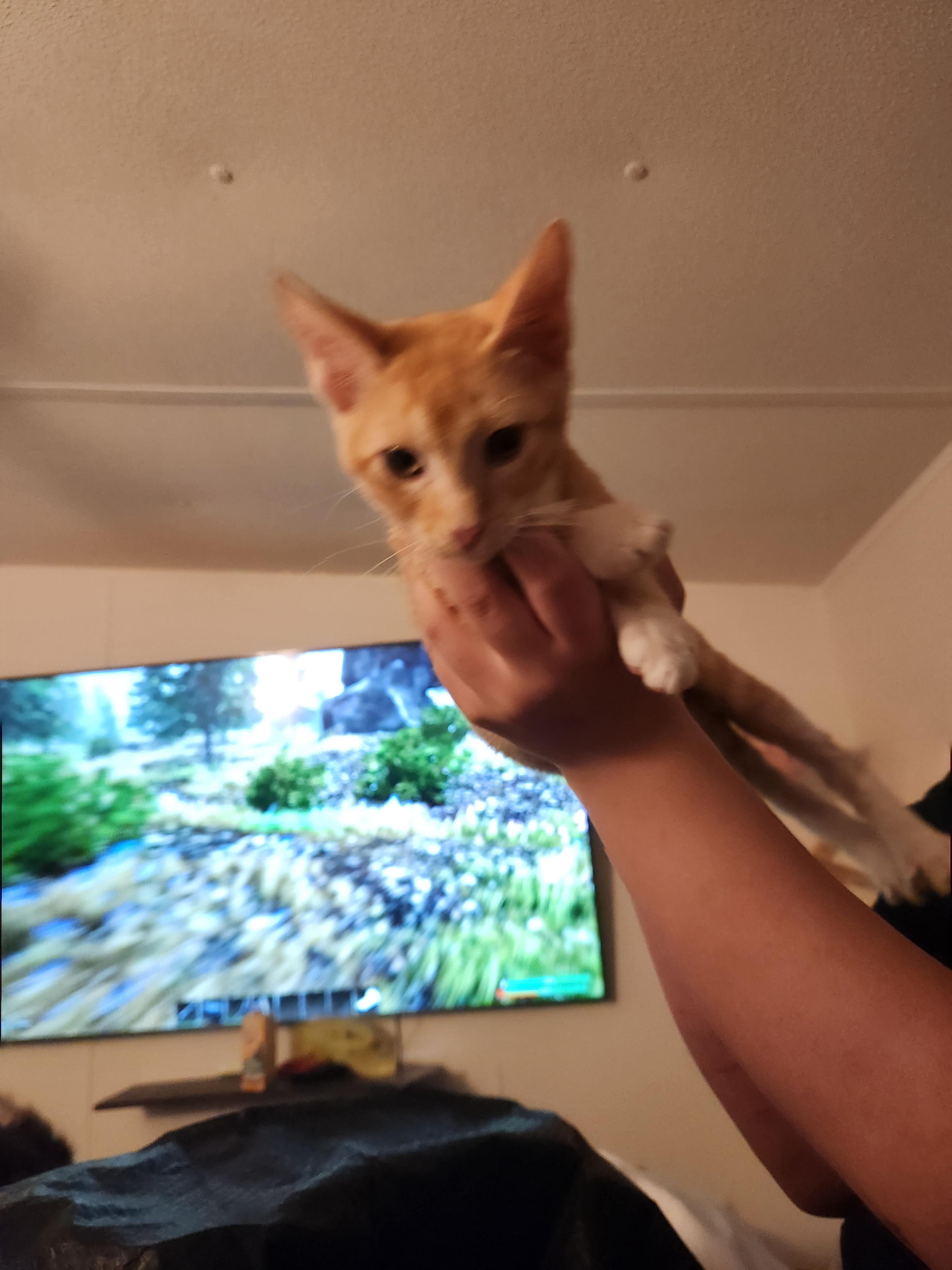 Enlarge Dennis, a Adoptable Domestic Short Hair in Mount Pleasant, TX image 3/6