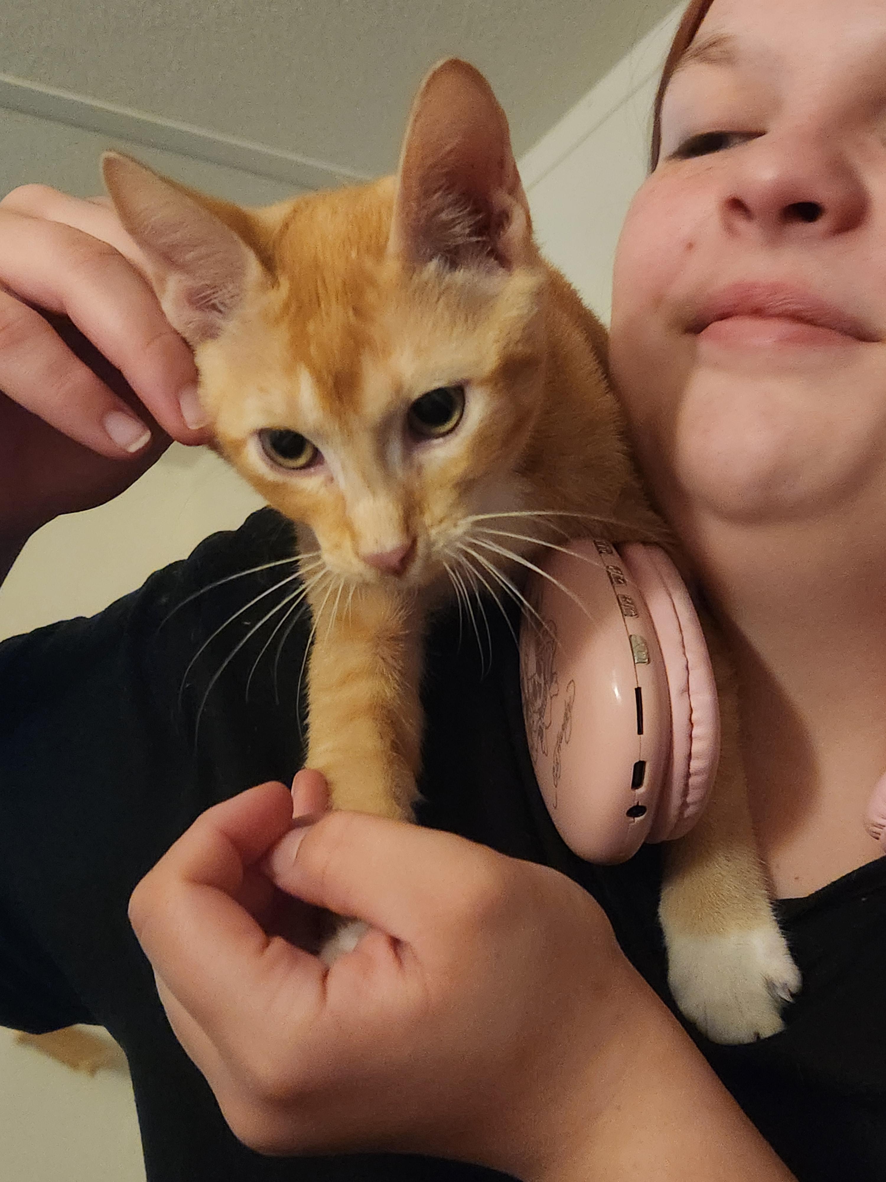 Enlarge Dennis, a Adoptable Domestic Short Hair in Mount Pleasant, TX image 4/6