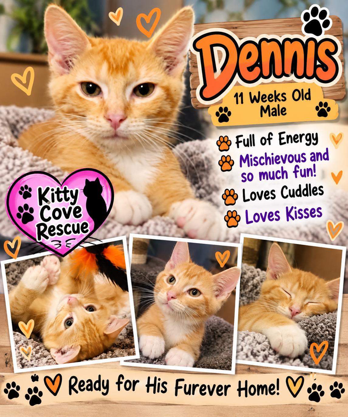 Enlarge Dennis, a Adoptable Domestic Short Hair in Mount Pleasant, TX image 1/6
