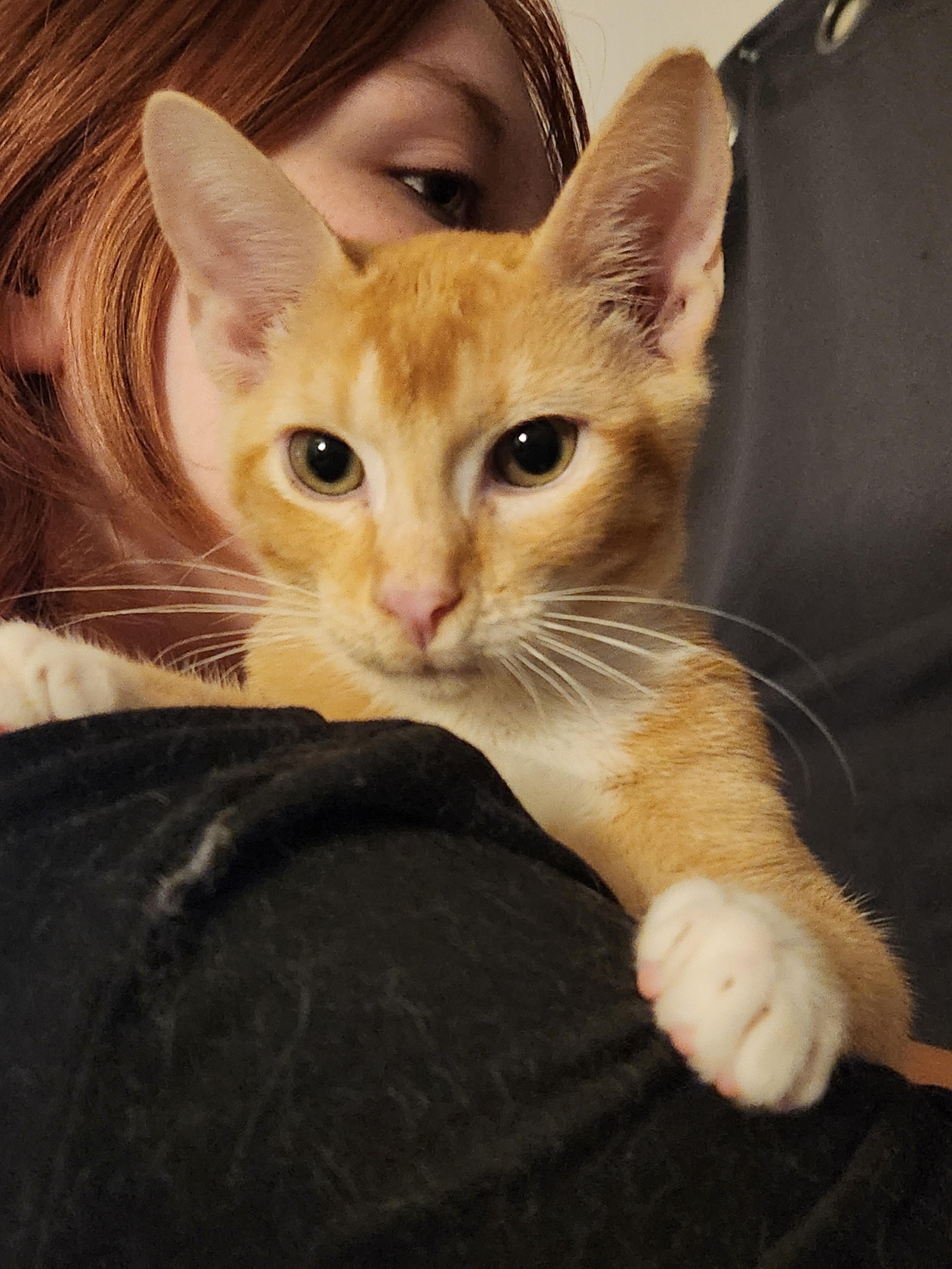 Enlarge Dennis, a Adoptable Domestic Short Hair in Mount Pleasant, TX image 6/6